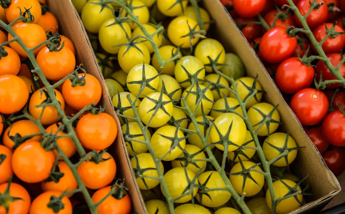 Fresh heritage tomatoes for fire cooking