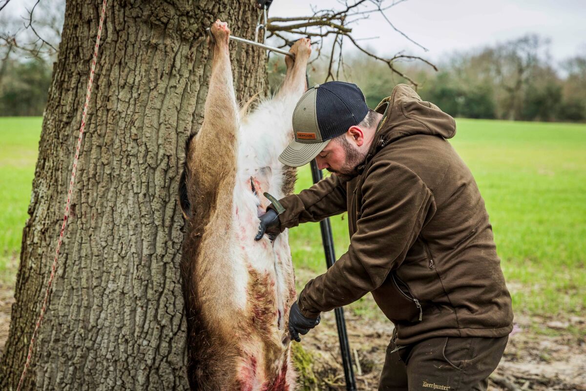 Cai Ap Bryn field-dressing a deer carcass hung from a tree